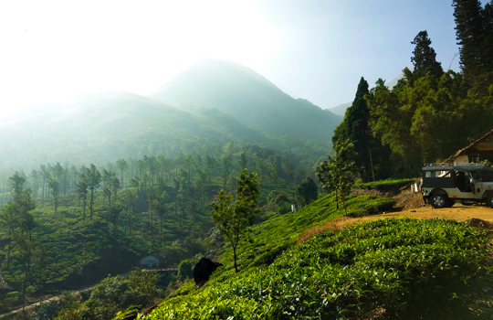 Chembra Peak Trek