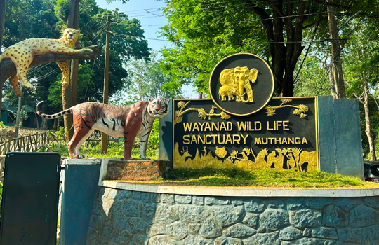 Wayanad Wildlife Sanctuary
